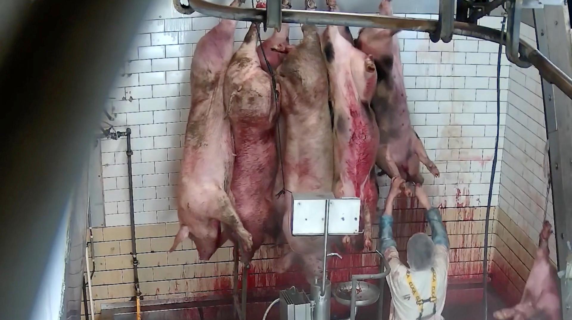 Beloeil suspend son soutien à Wapimeat après les révélations de GAIA sur l'abattoir d'Ath