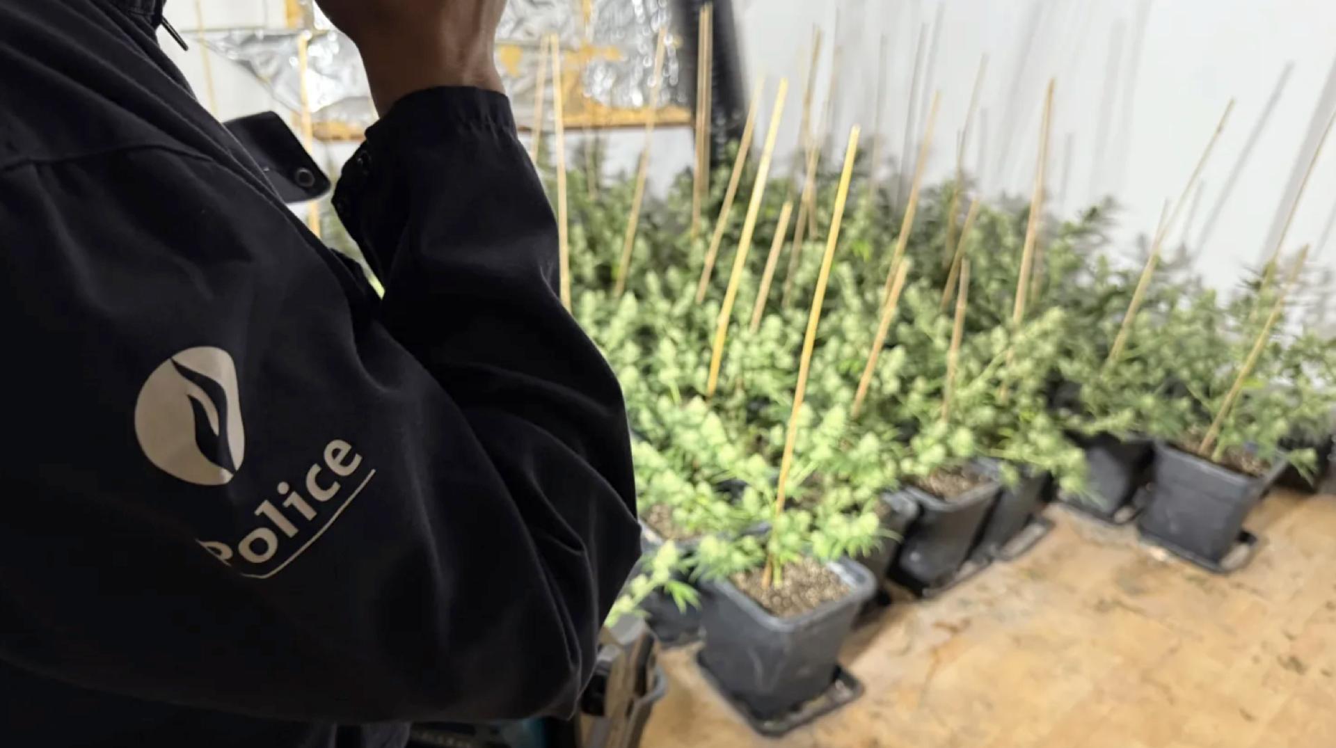 Mouscron : une plantation de 332 plants de cannabis découverte au Risquons-Tout