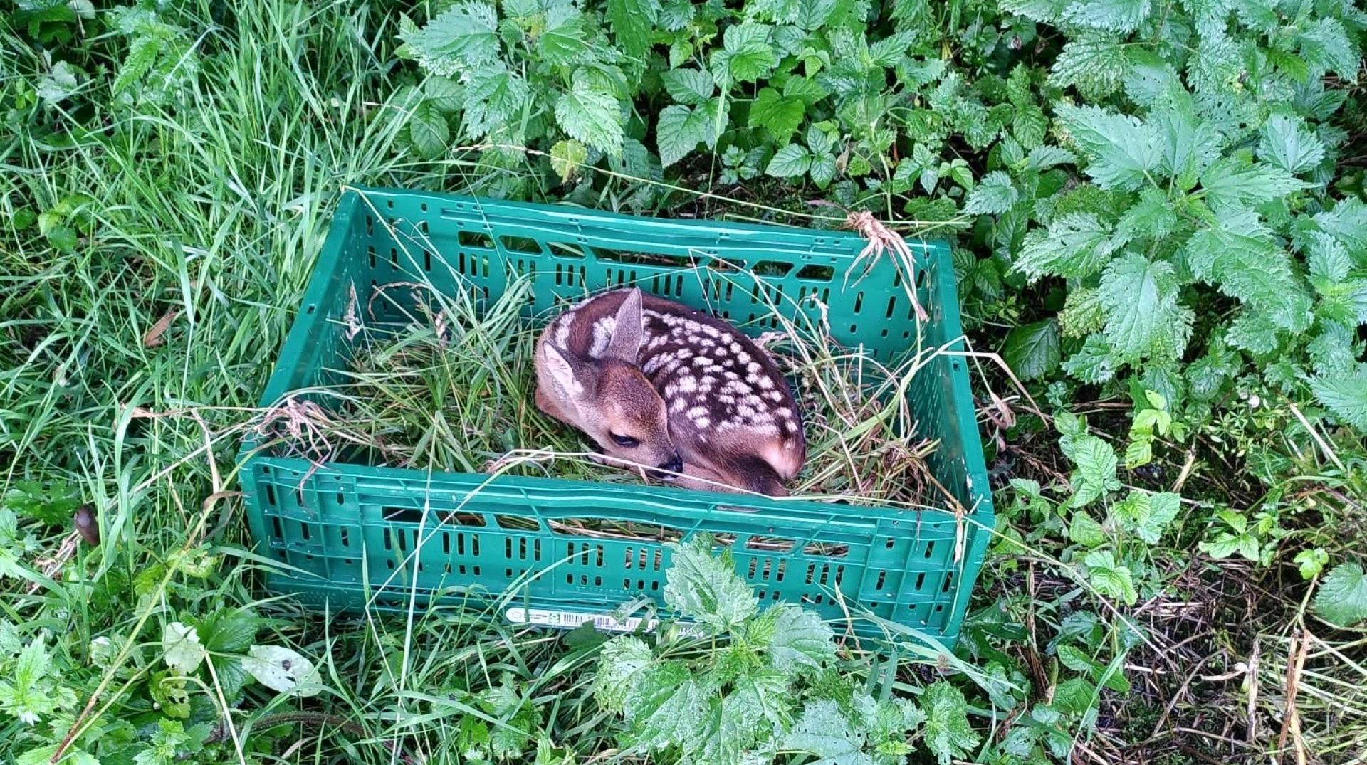 Harchies : un faon sauvé de justesse avant la fauche d’une prairie