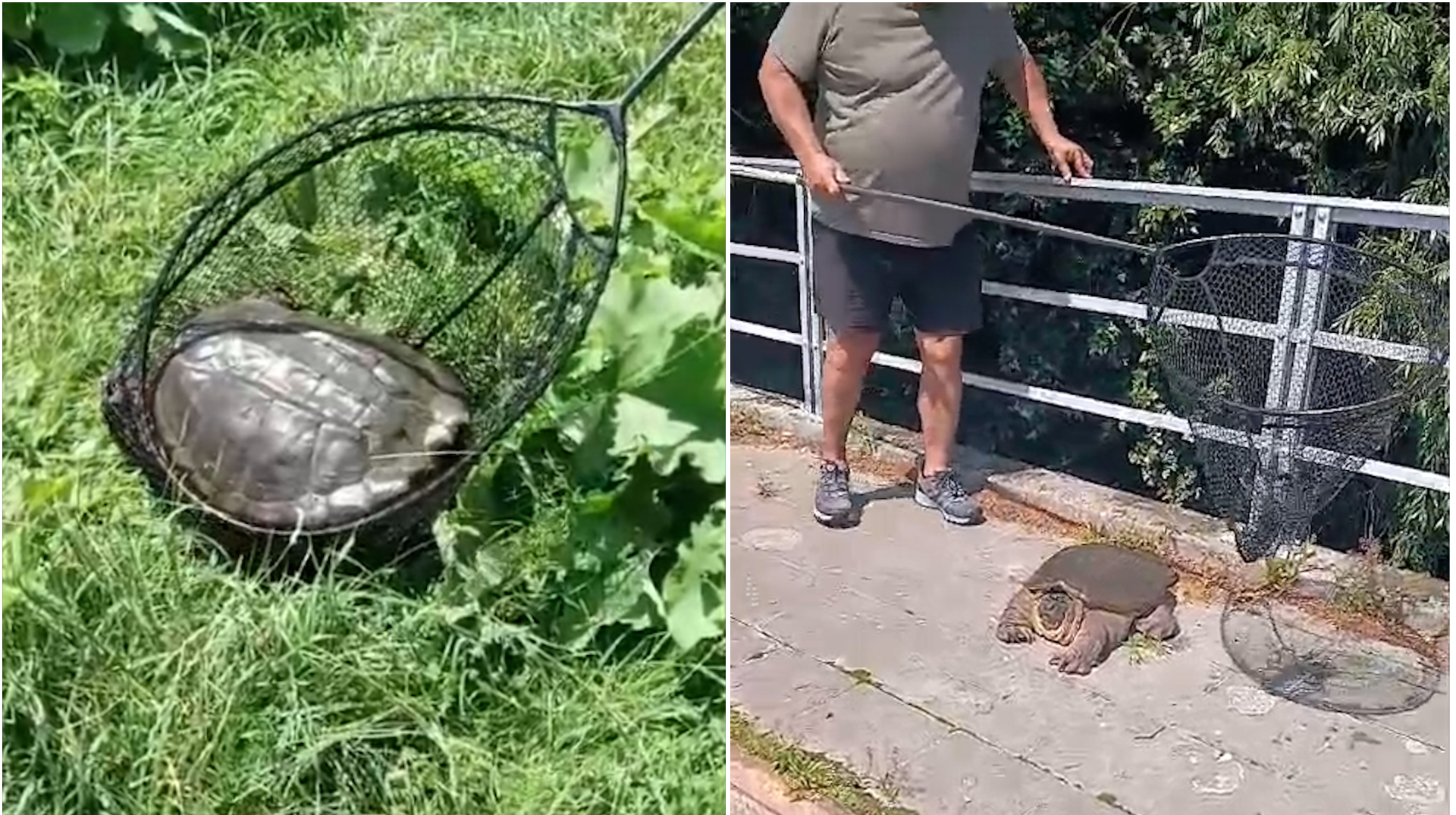Saint-Léger : une tortue de près de 10kg pêchée dans le canal de l’Espierres