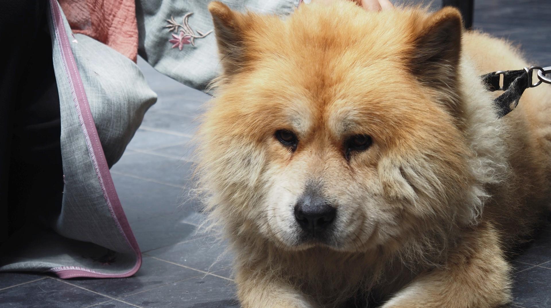 Le Collège communal de Bernissart émet un avis défavorable à la demande de permis de l'élevage de chiens Happy dogs