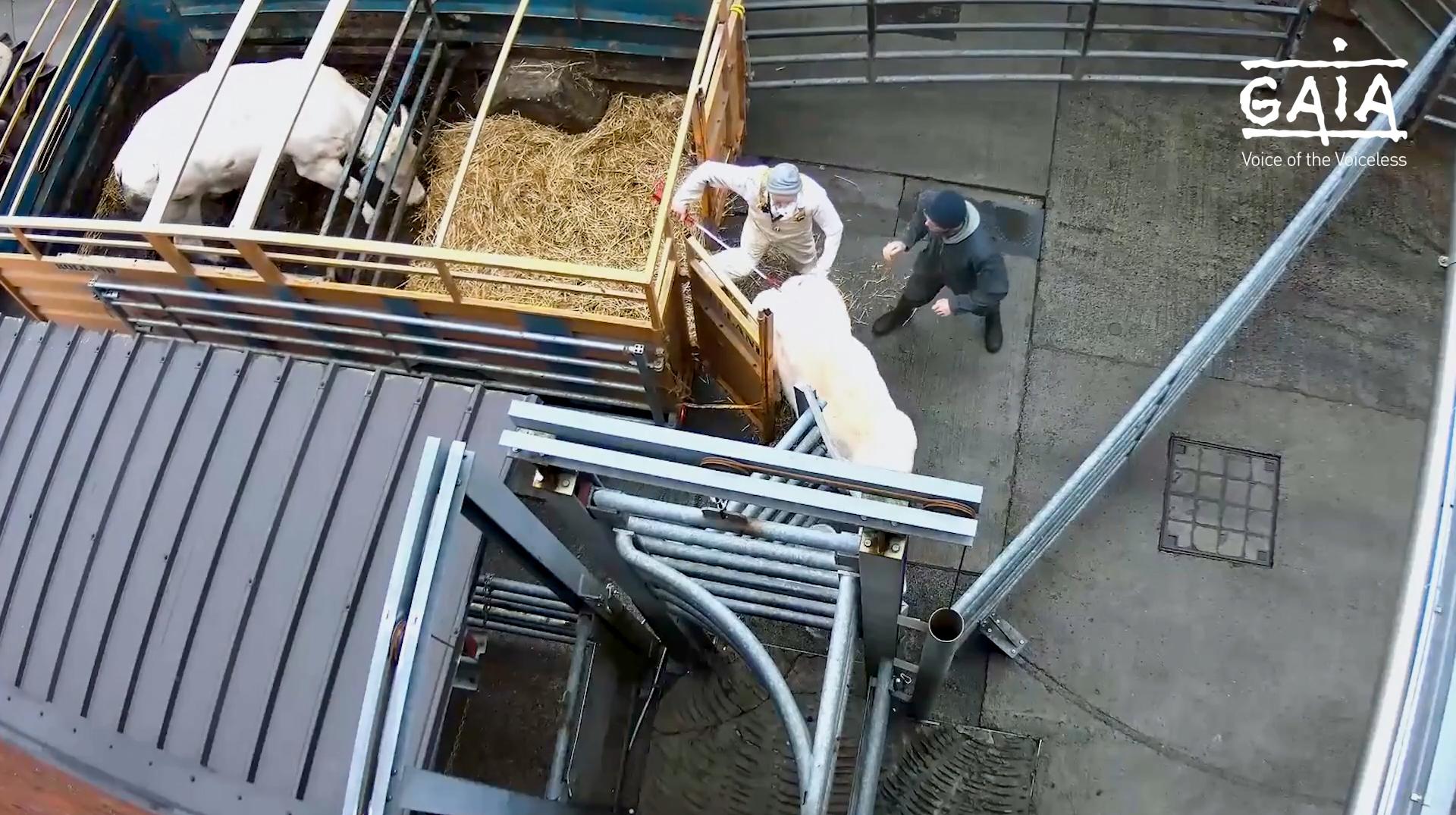 Maltraitance animale à l'abattoir d'Ath : des infractions et des manquements constatés lors de contrôles