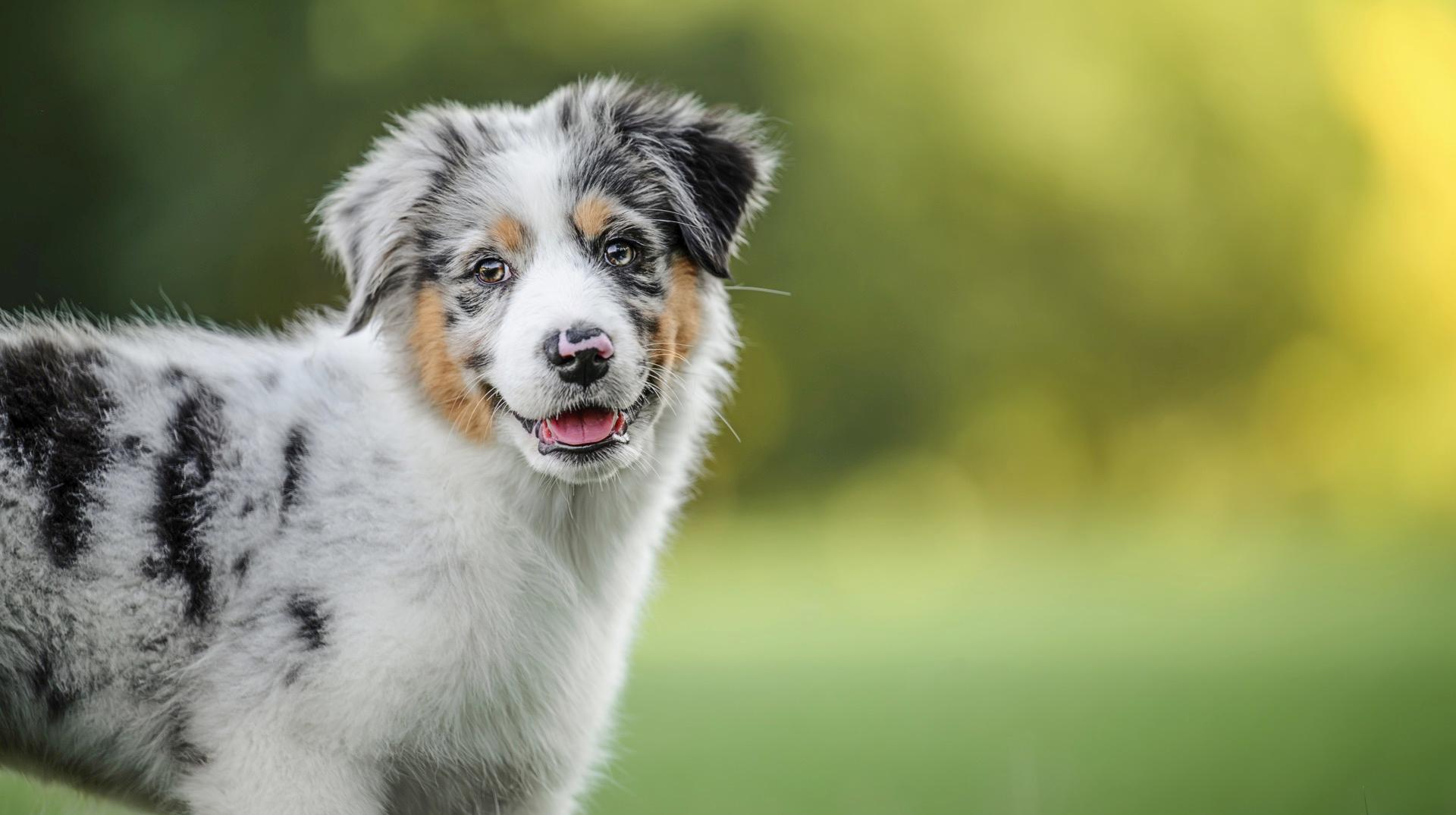 Élevage canin Berria (Happy Dogs) à Blaton : le SPW émet à son tour un avis défavorable