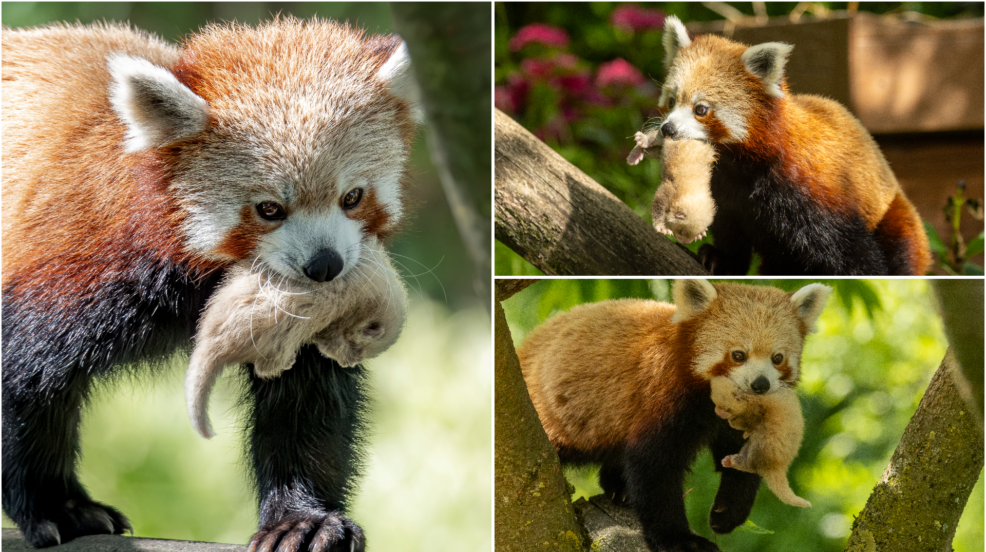 Pairi Daiza : deux pandas roux sont nés