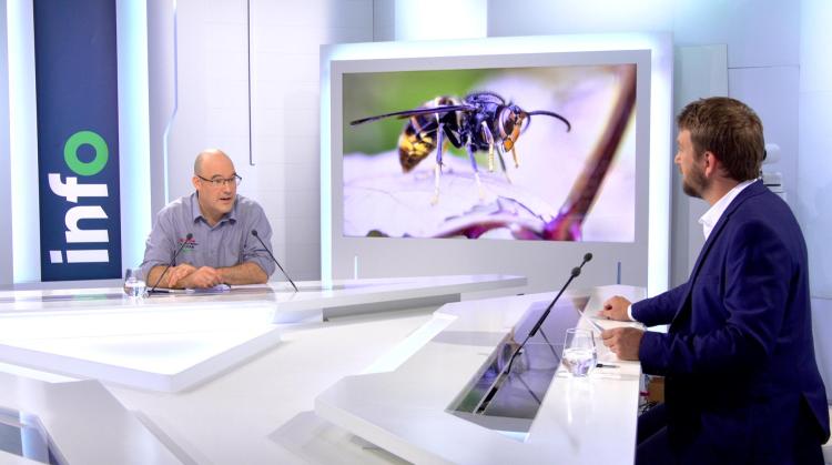 Le + de l'info : quelles stratégies pour continuer la lutte contre le frelon asiatique ?