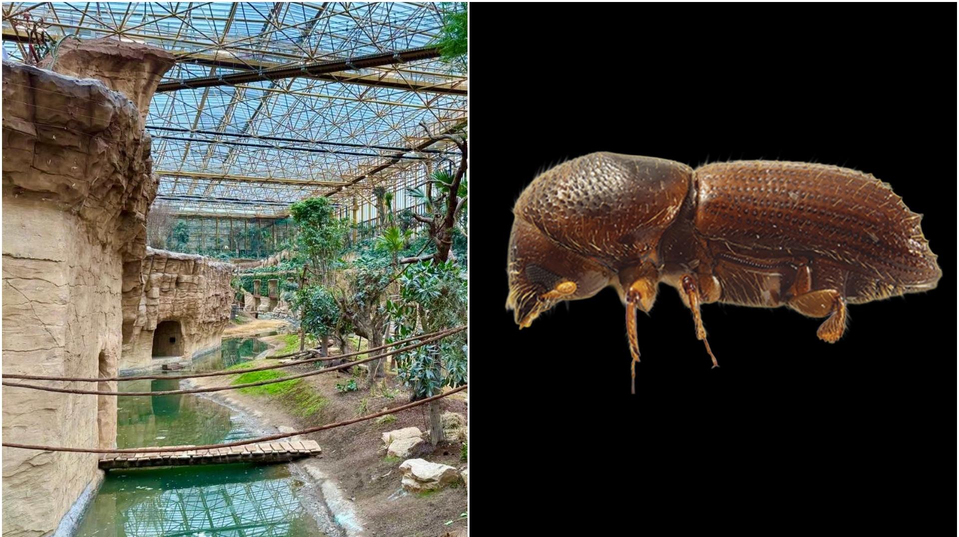 Deux coléoptères exotiques détectés à Pairi Daiza, l'AFSCA renforce sa surveillance