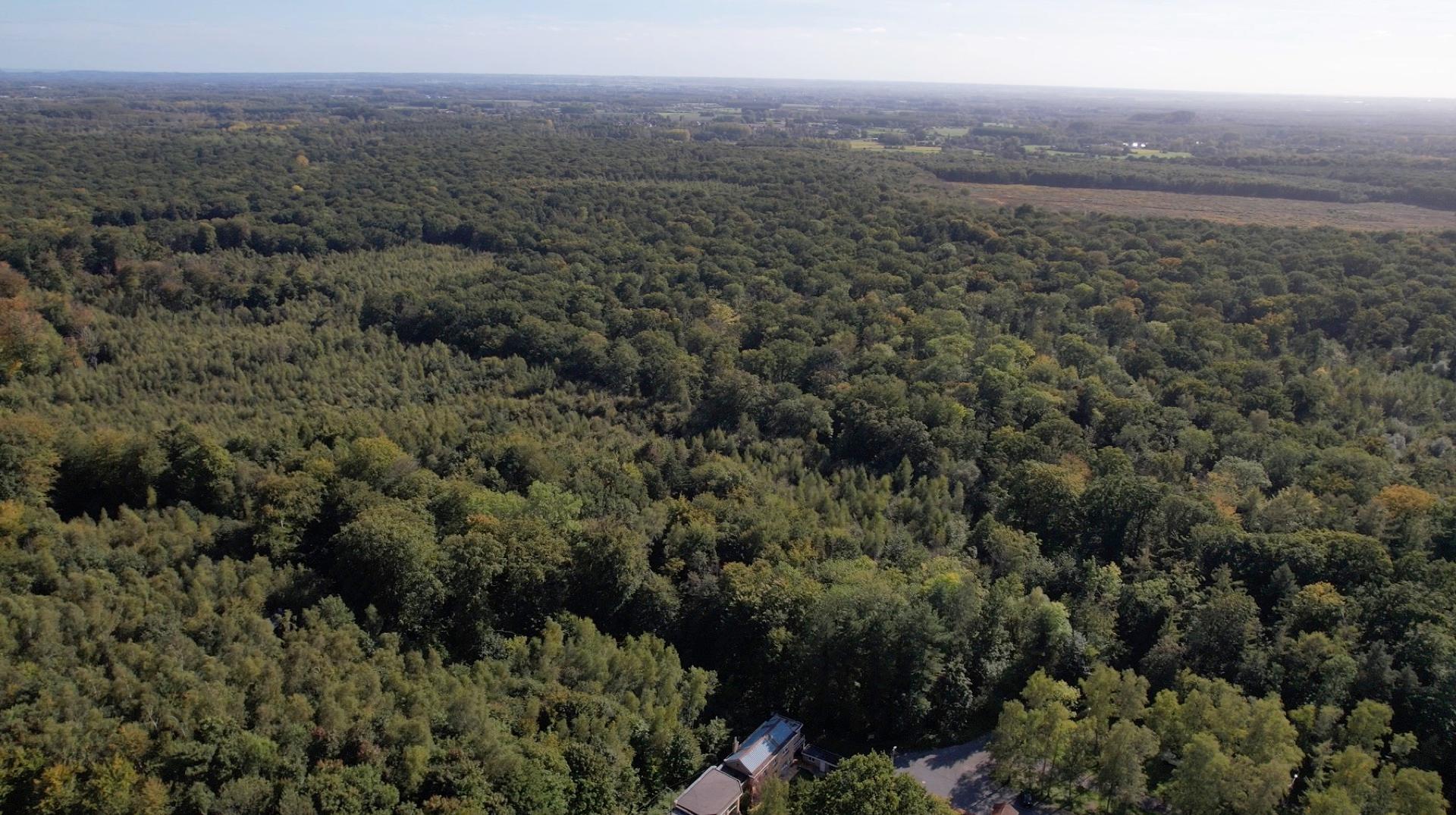 Bon-Secours : un incendie ravage plusieurs hectares de la forêt domaniale côté français