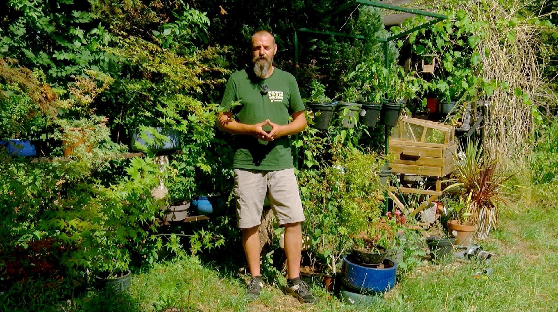 Petits pois et pois de senteur : Le jardin de demain, l'ombre et les fortes chaleurs