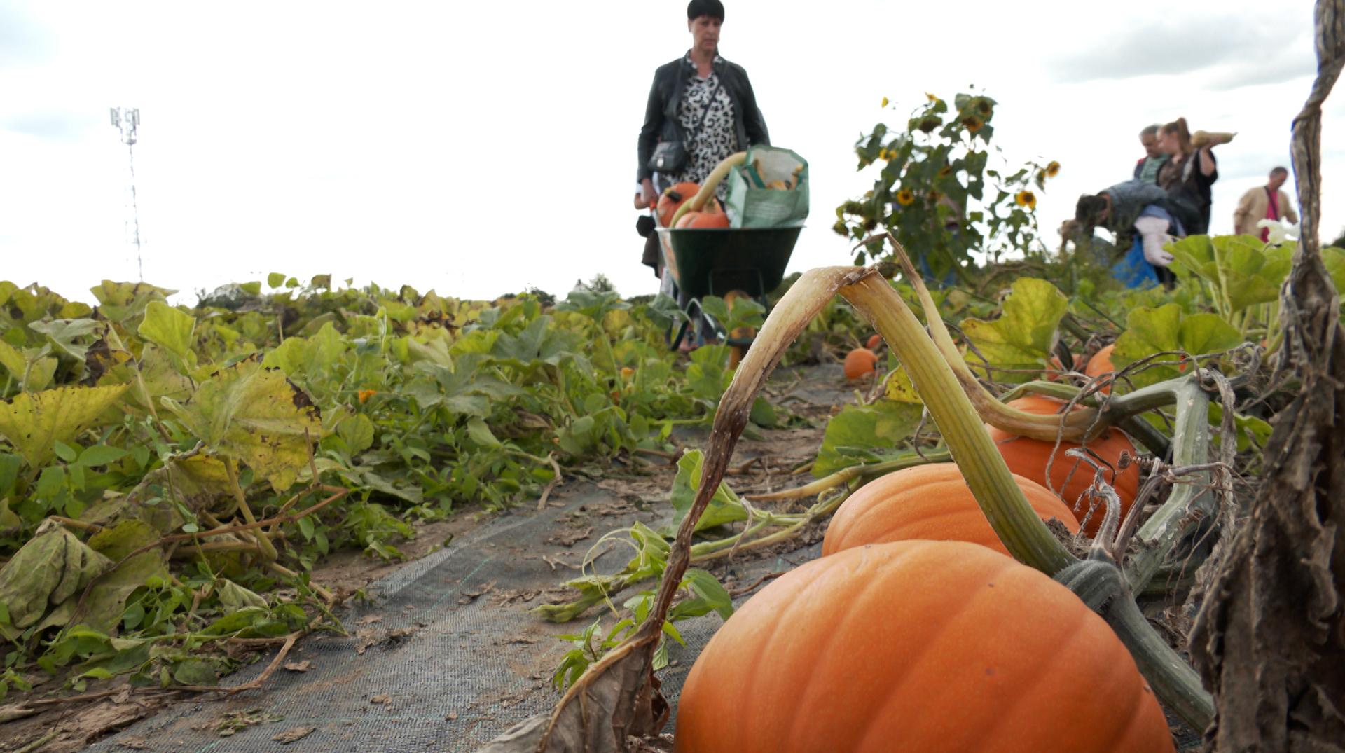 Trente ans de courges et de légumes bios à Antoing