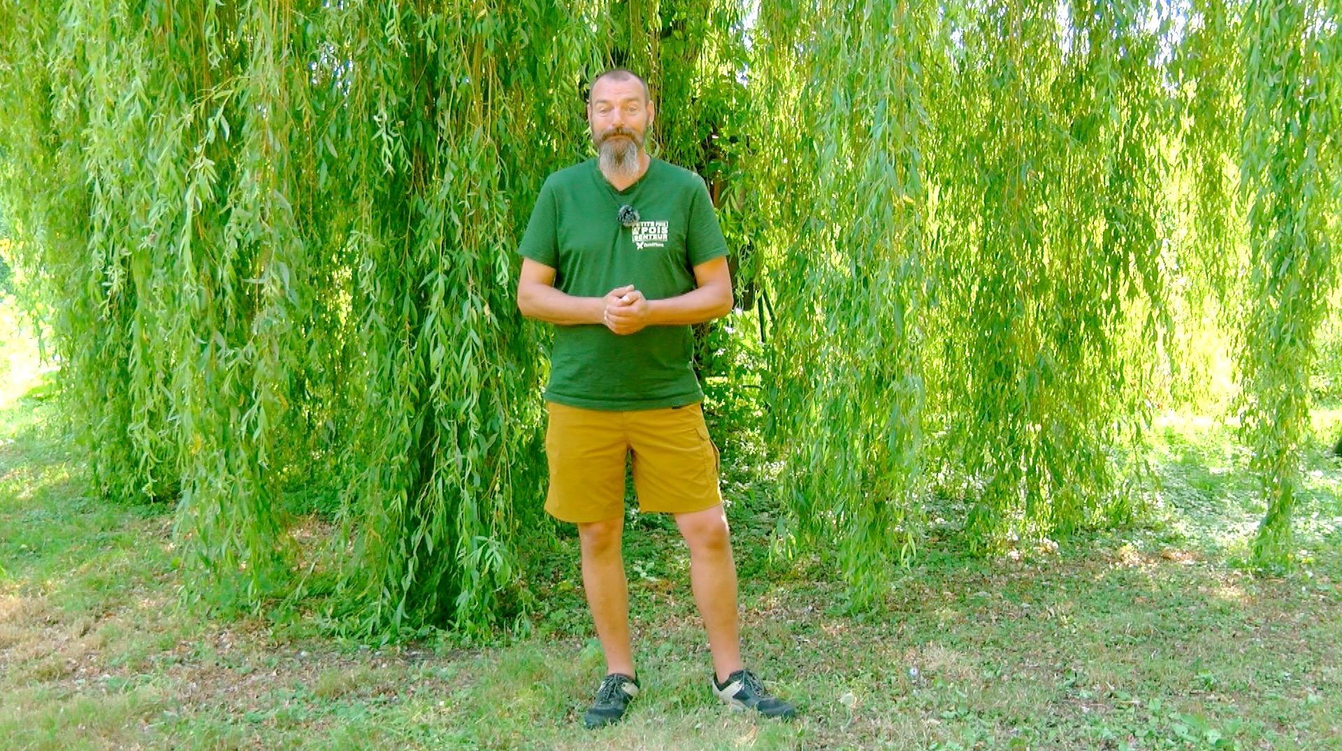 Petits pois et pois de senteur : Verveine de Buenos Aires et associations de plantes