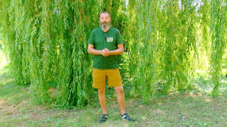 Petits pois et pois de senteur : Verveine de Buenos Aires et associations de plantes