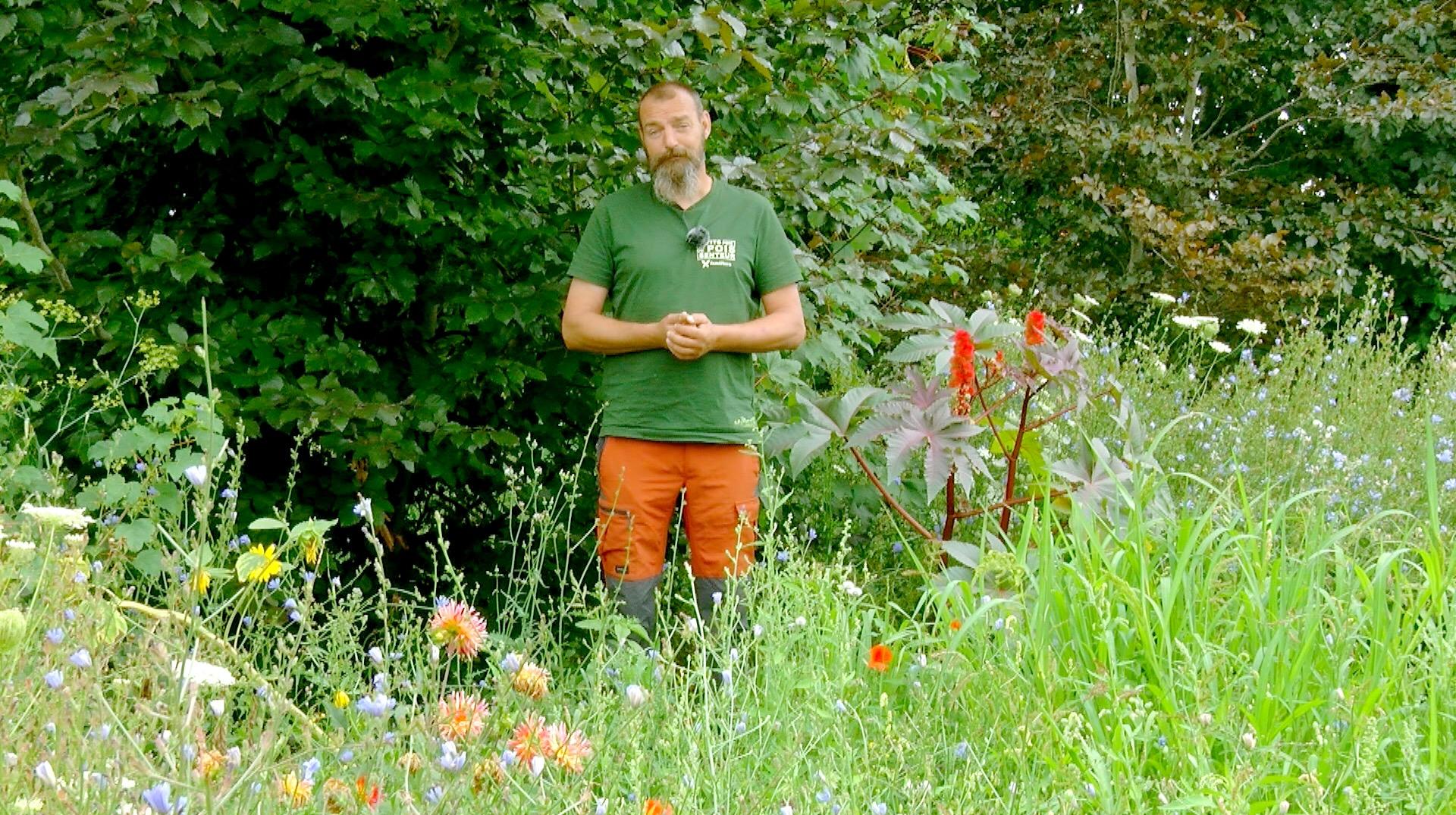 Petits pois et pois de senteur : Aneth et cassissier en question