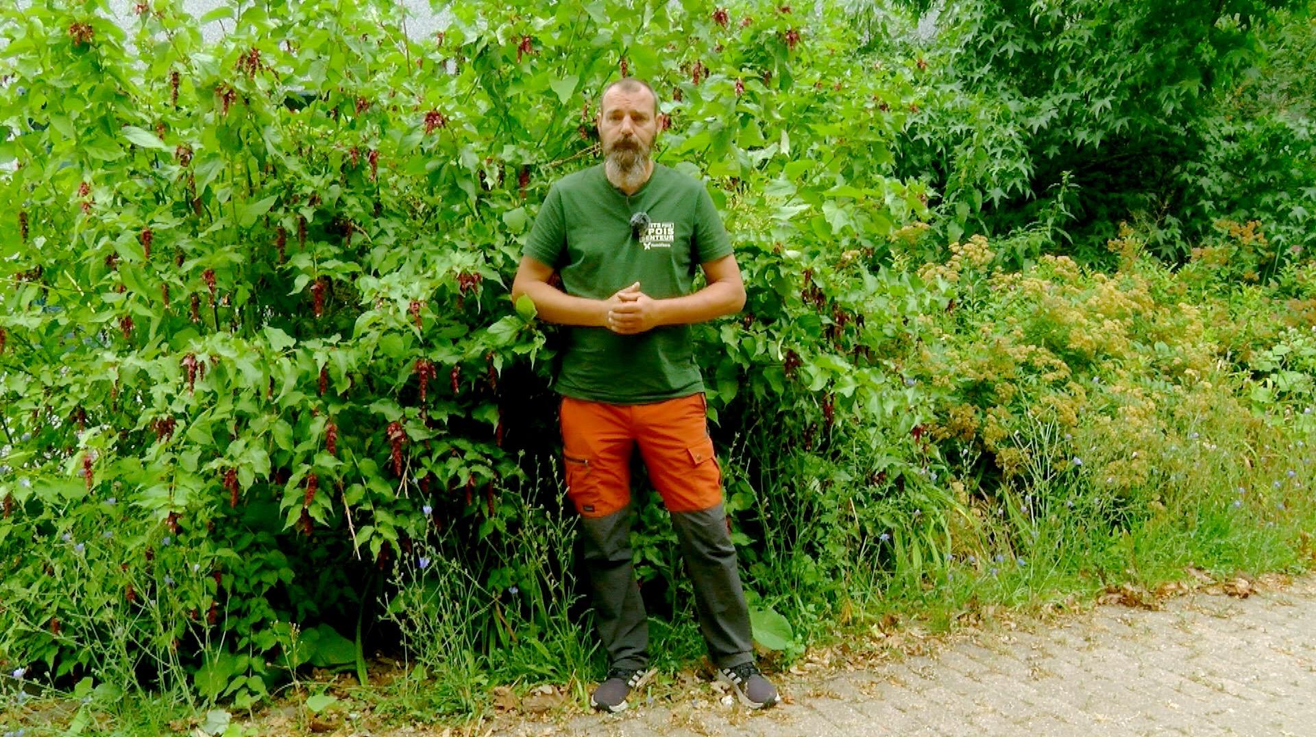 Petits pois et pois de senteur : Cichorium intybus et érables japonais en difficulté