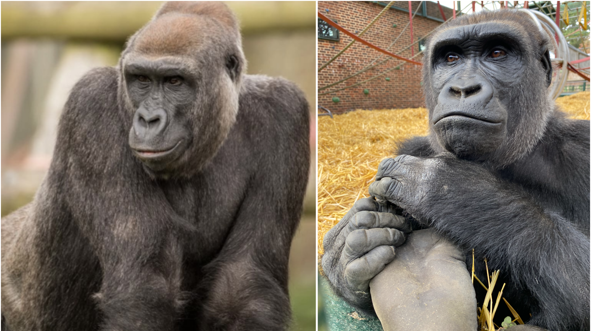 Pairi Daiza accueille deux nouvelles femelles gorilles pour former un nouveau groupe