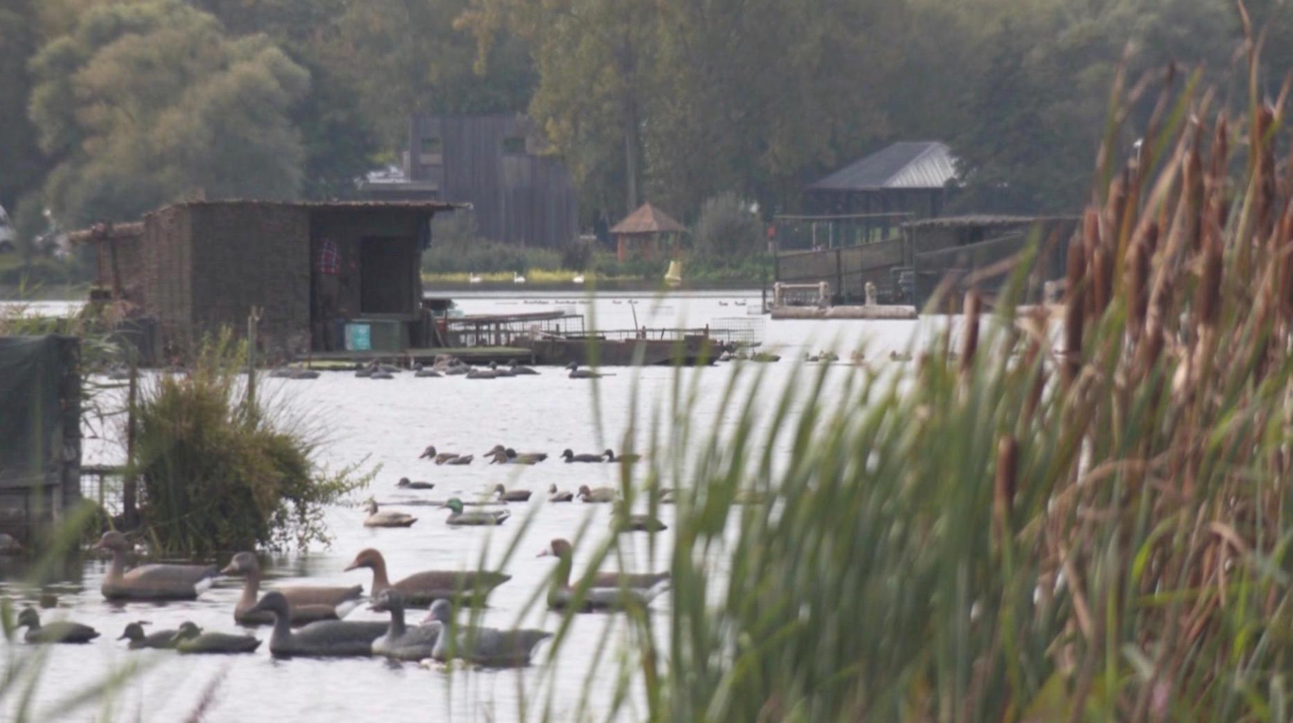 Marais d’Harchies : le préfet du Nord refuse d’interdire la chasse