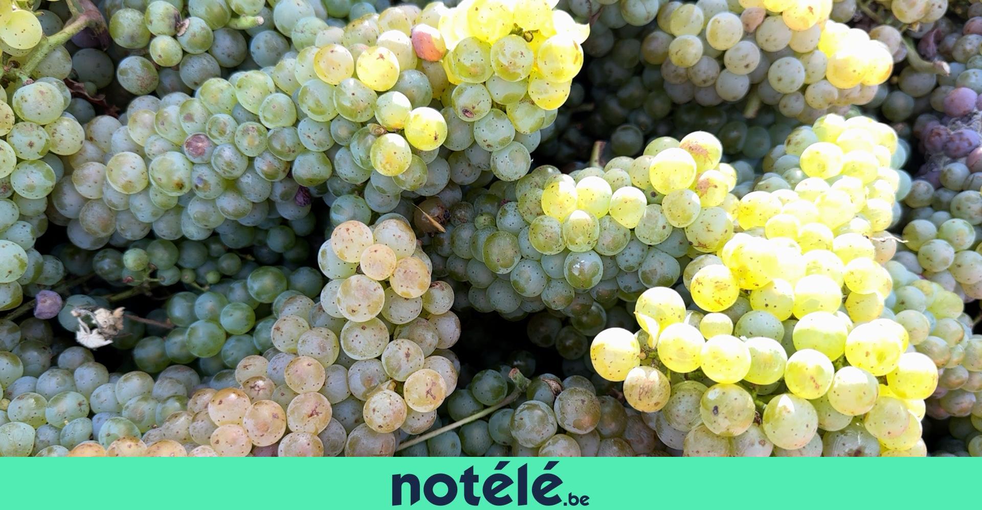 Les vendanges sont précoces cette année : le point au Vignoble des Fleurs de Lin à Obigies
