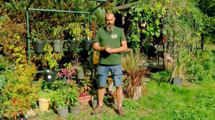 Petits pois et pois de senteur : Grenadier nain, saponines et choix des plantes