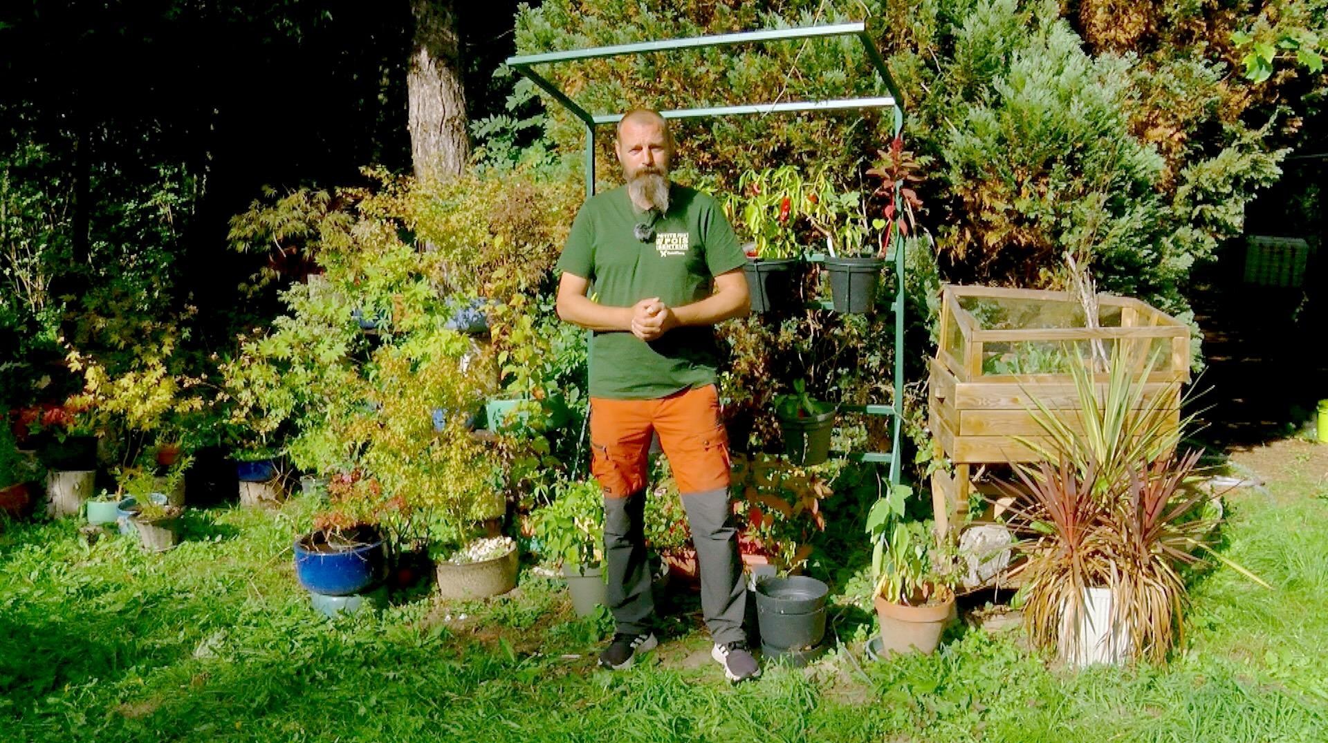 Petits pois et pois de senteur : les pommes, les aulx et des problèmes de tomates