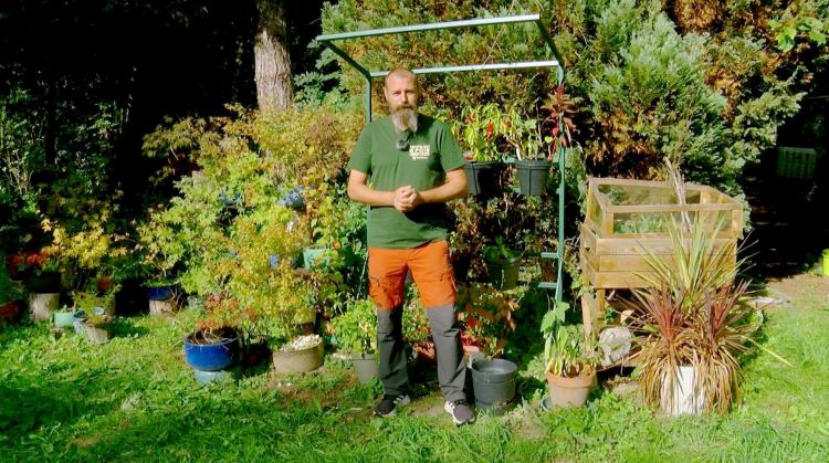Petits pois et pois de senteur : les pommes, les aulx et des problèmes de tomates