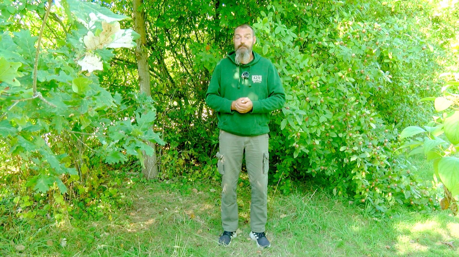 Petits pois et pois de senteur : les paulownias, les travaux d'octobre et les fraisiers