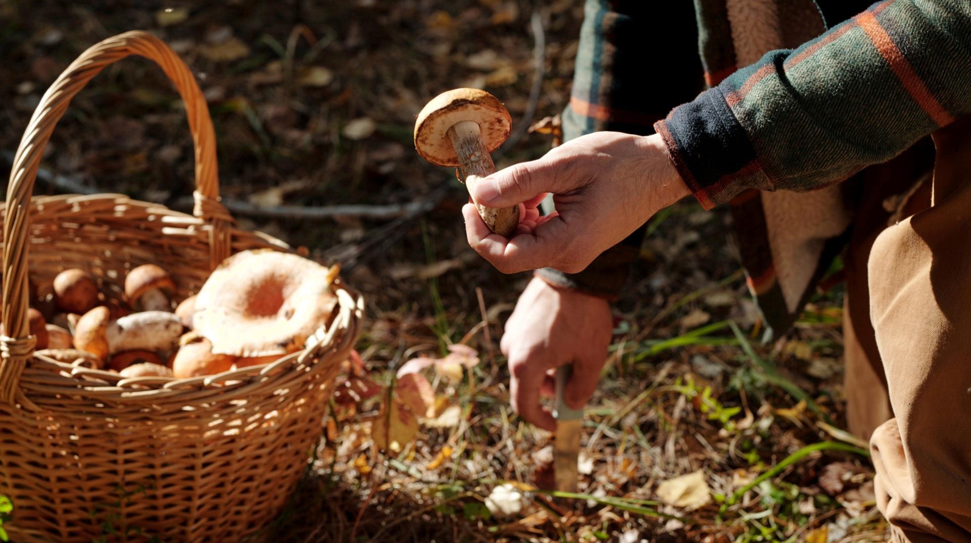 Une balade en forêt de Stambruges pour apprendre à reconnaître les champignons