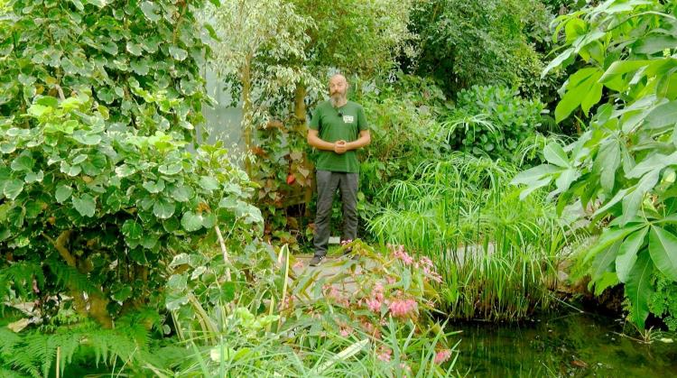 Petits pois et pois de senteur : l'Ajania pacifica, les semis spontanés et les haies qui changent de couleur