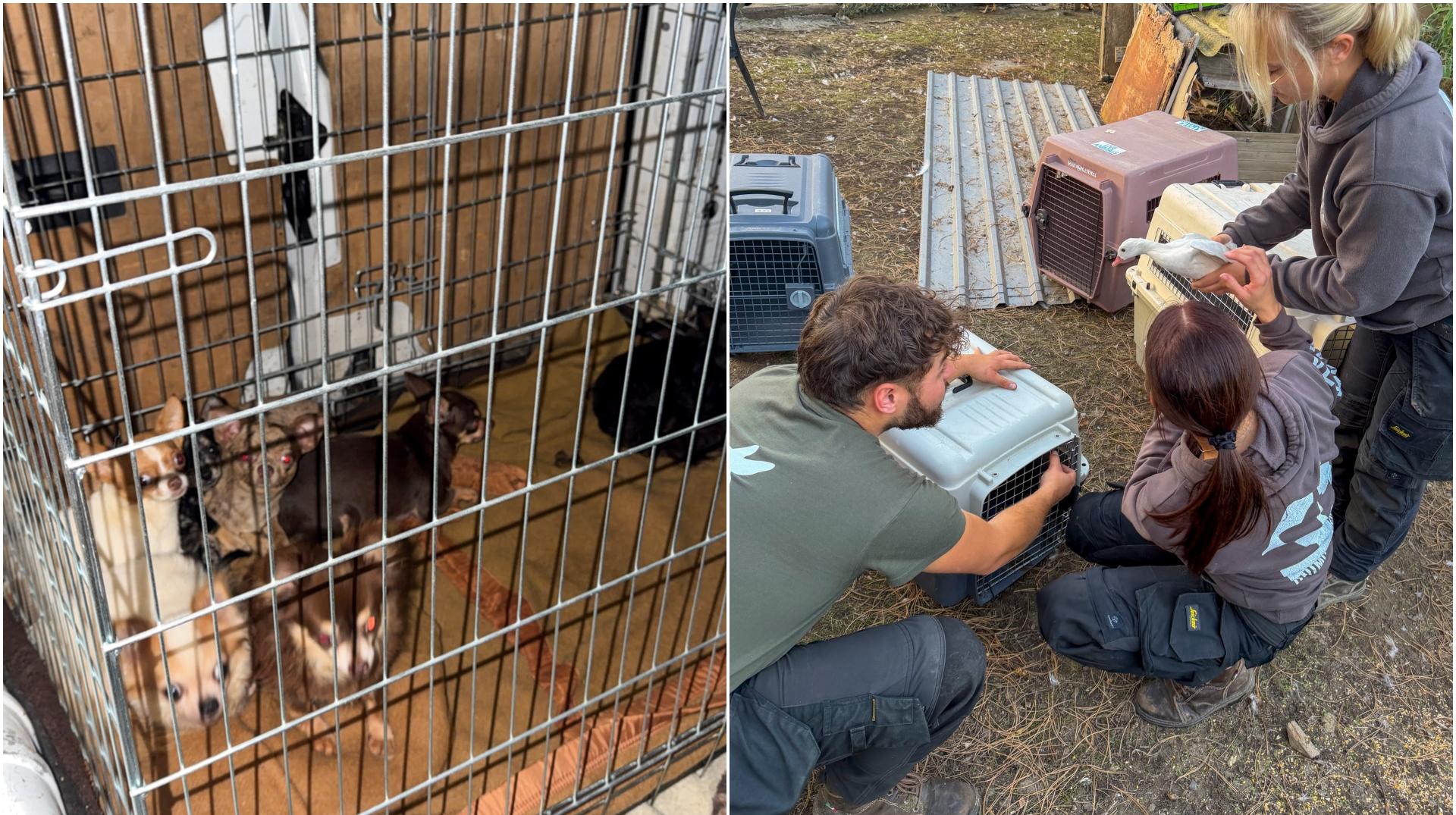 Chièvres : près de 300 animaux, dont 70 chihuahuas, saisis dans des conditions d'insalubrité extrêmes