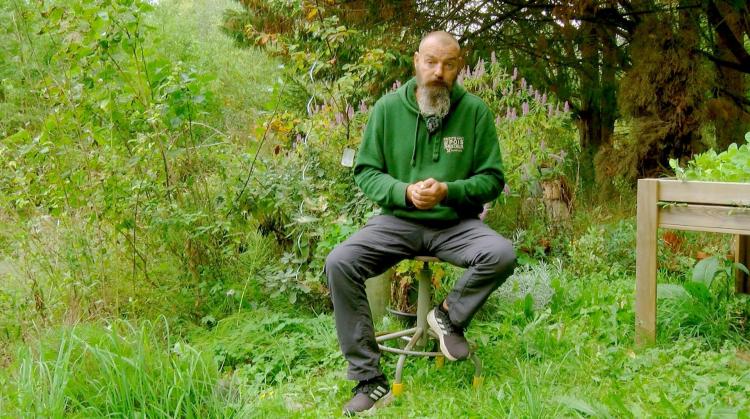 Petits pois et pois de senteur : le veronicastrum, les semis spontanés au potager et le houx