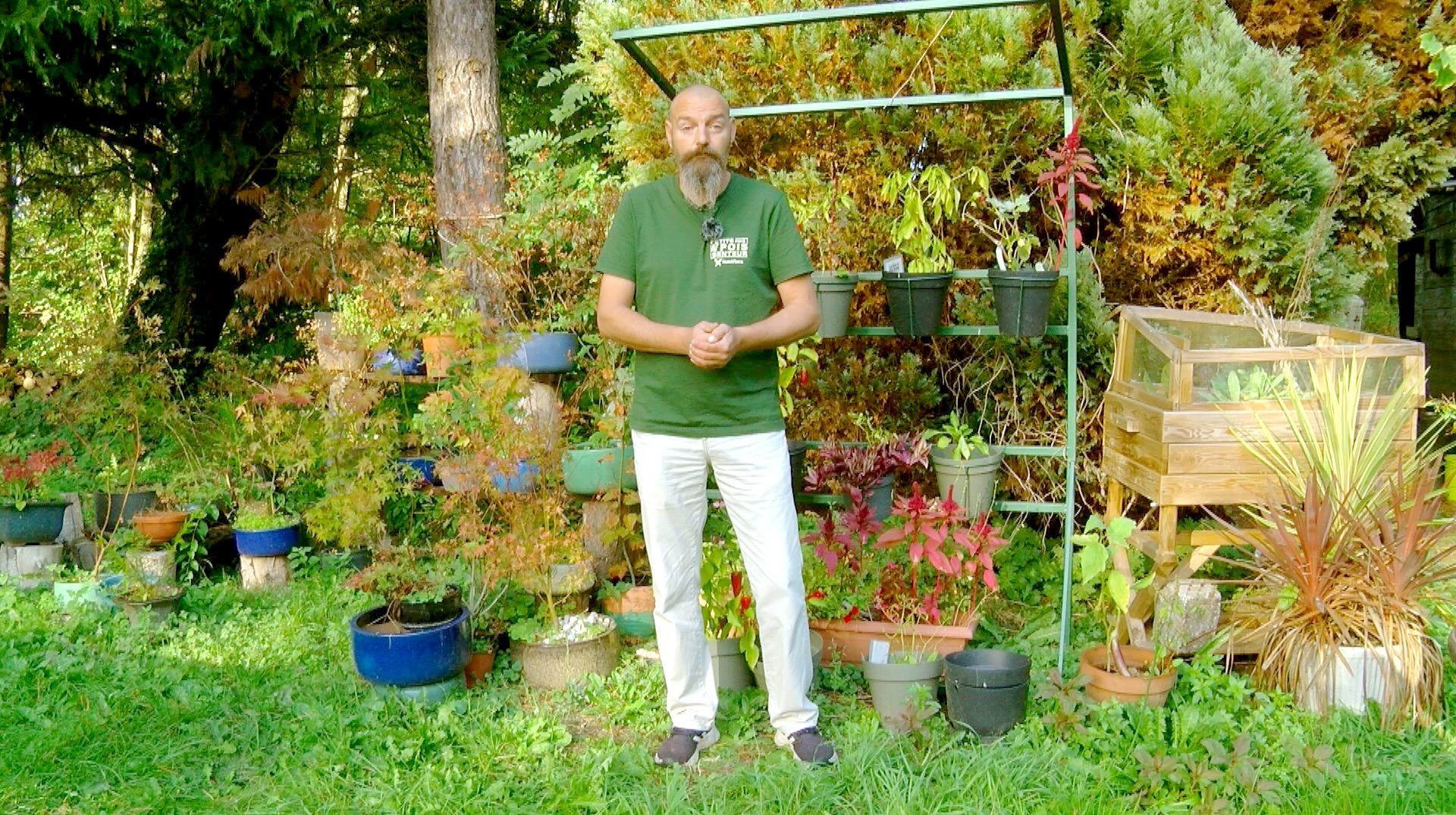 Petits pois et pois de senteur : le lophomyrtus, les noyers et les bulbes à protéger en hiver