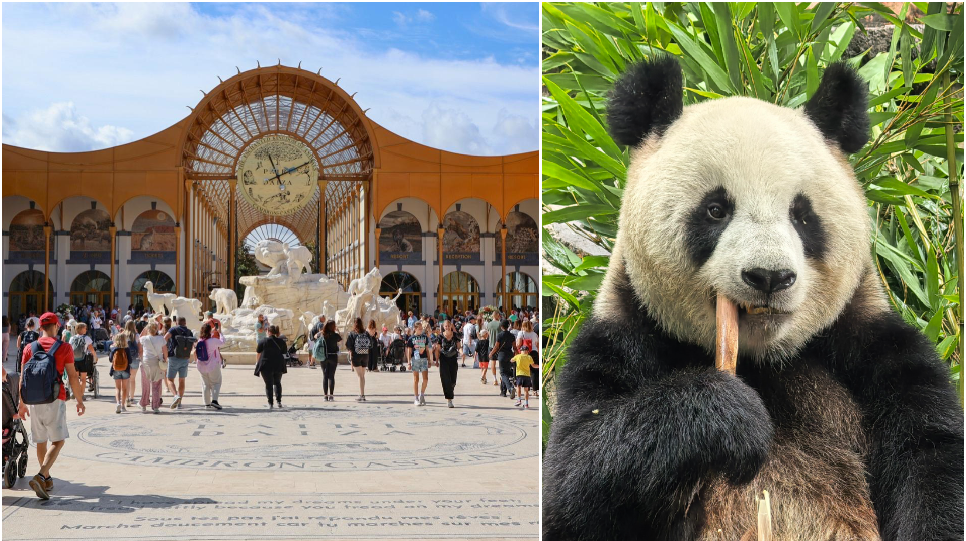 Pairi Daiza : Ran Ran, une nouvelle femelle panda géant, arrivera en novembre