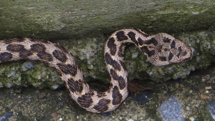 Le serpent venimeux provenait du laboratoire Alphabiotoxine: «L'hypothèse d'un acte de malveillance est retenue»