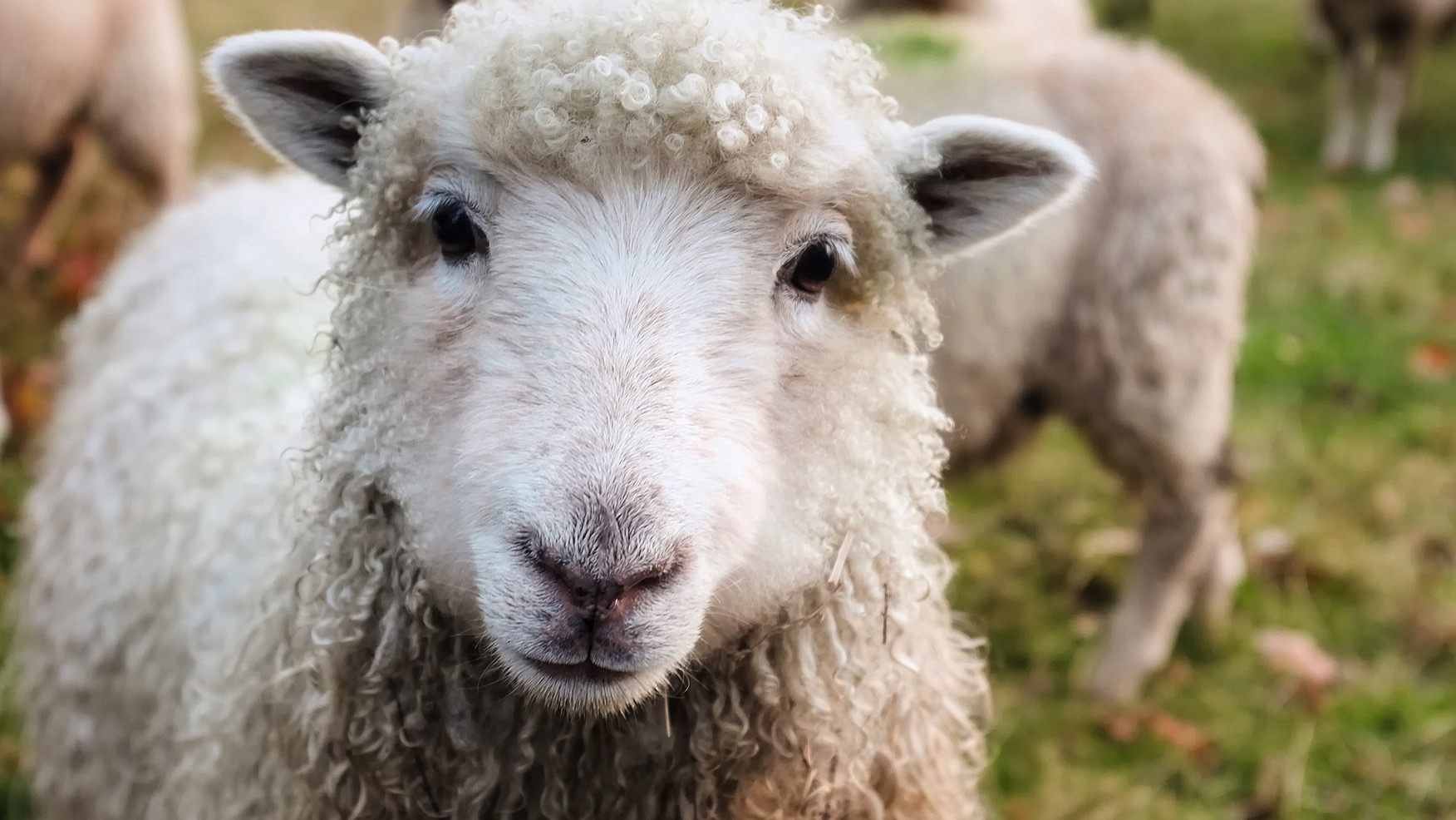 Un mouton de la cellule Environnement de Mouscron happé par un train