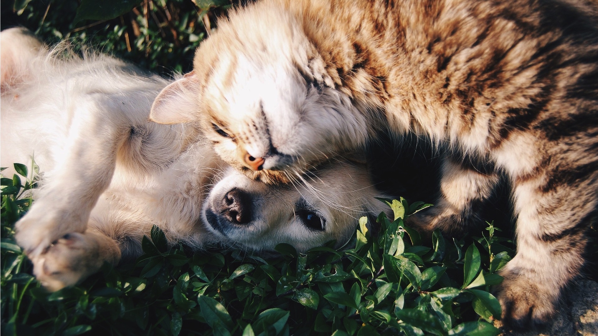 Empoisonnements d'animaux:  la SPA de Comines appelle à la vigilance