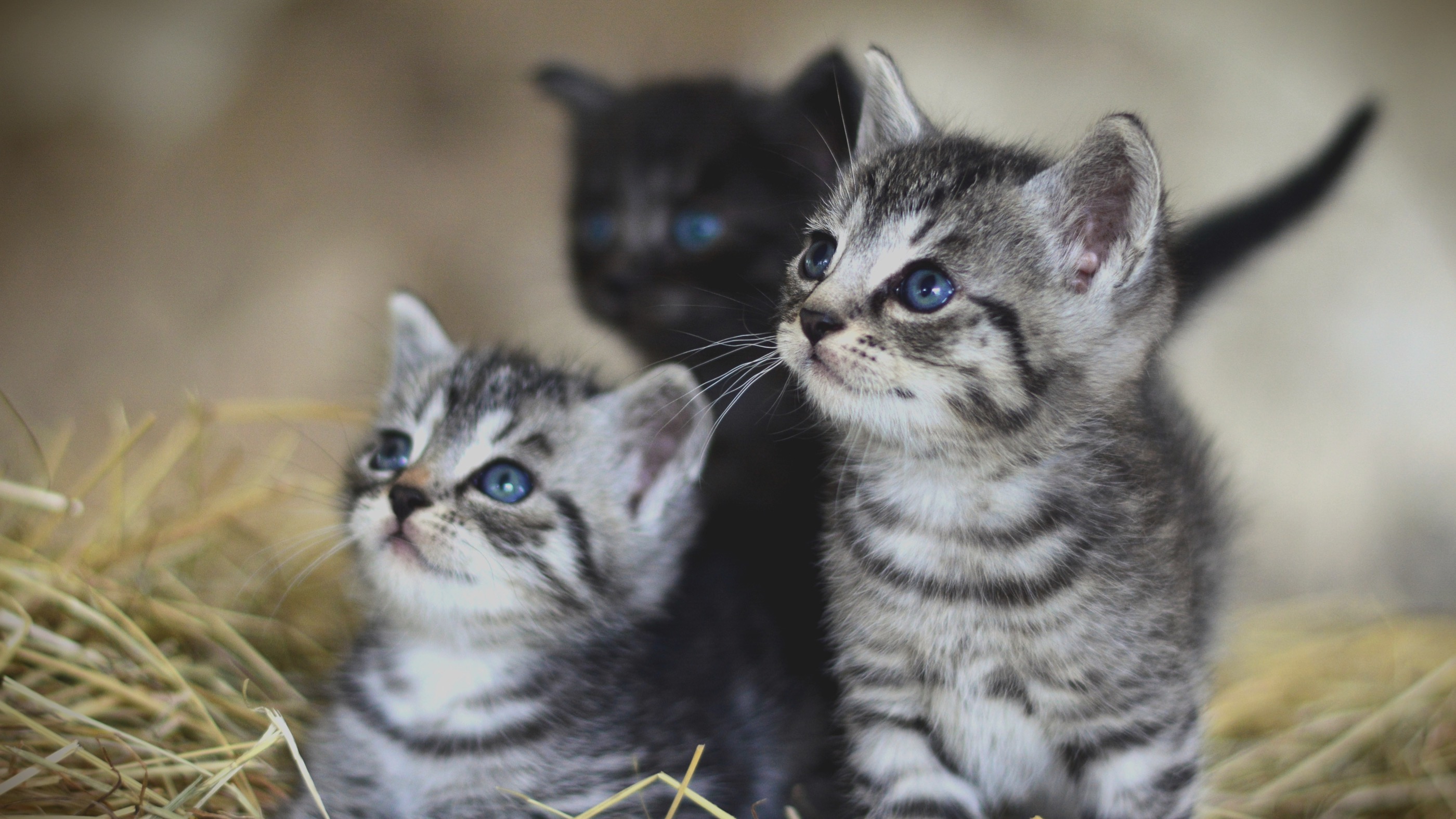 10 communes de Wallonie picarde s'engagent pour lutter contre la prolifération des chats errants