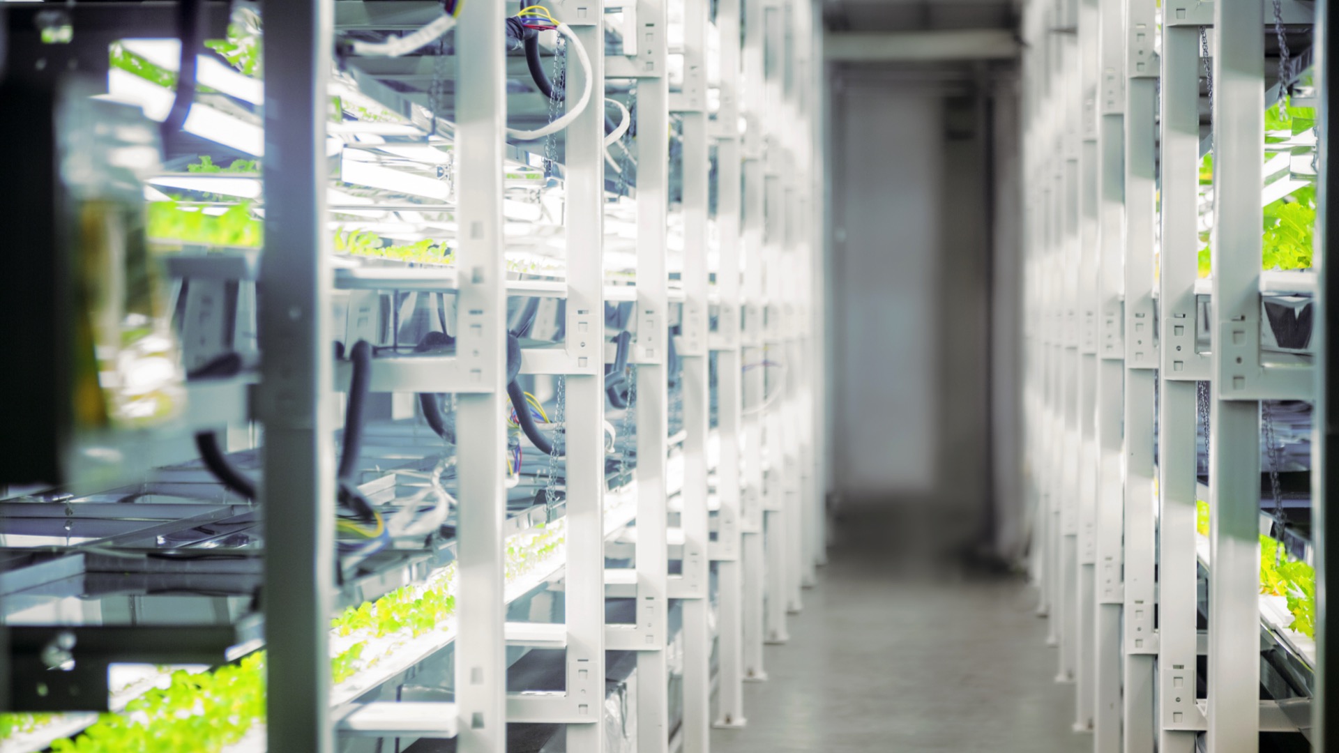 Une ferme verticale pour la production de ginseng installée à Ath