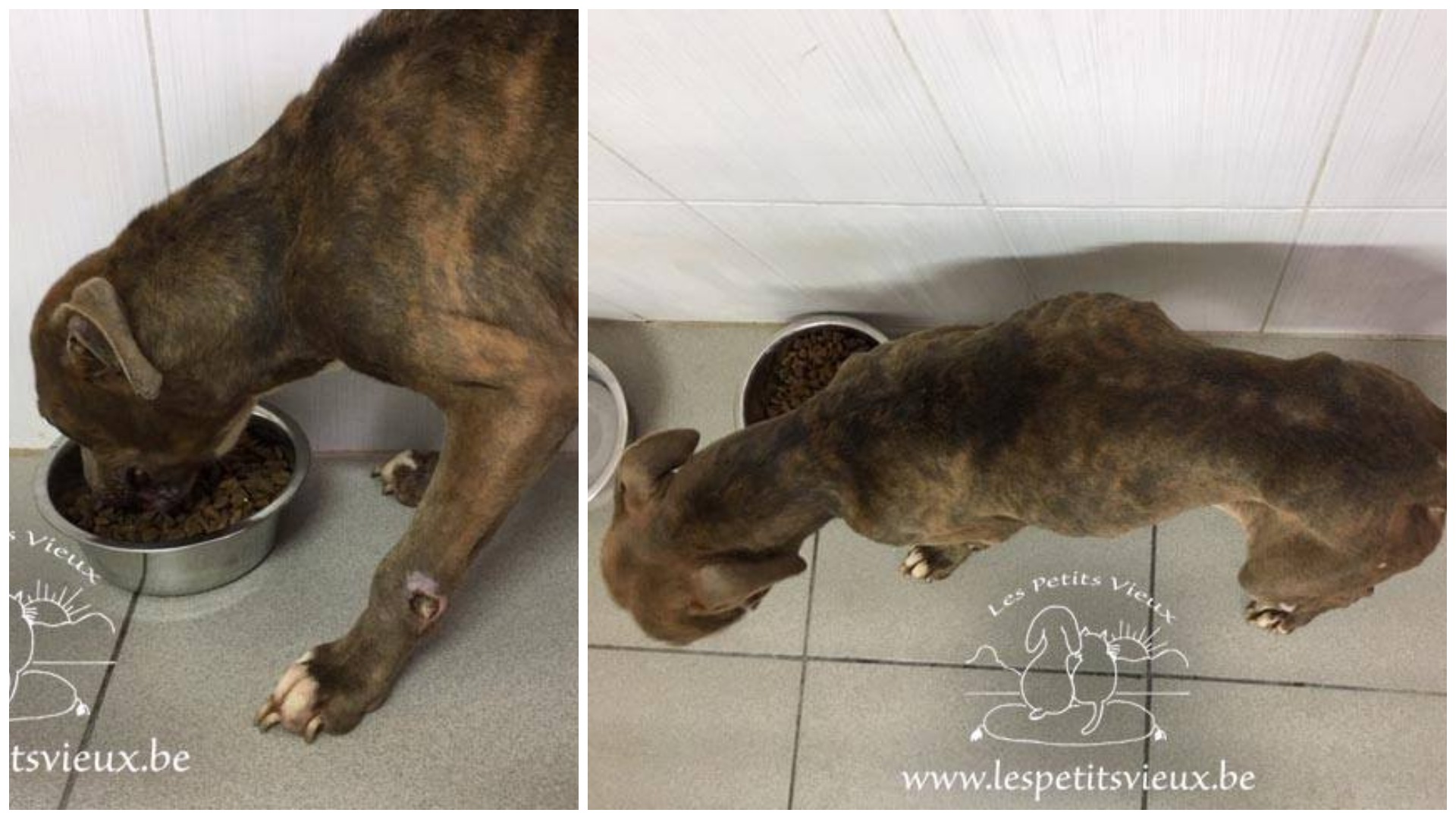 Maltraitance animale: l'association «Les petits vieux» s'indigne contre la restitution d'un chien à ses maîtres