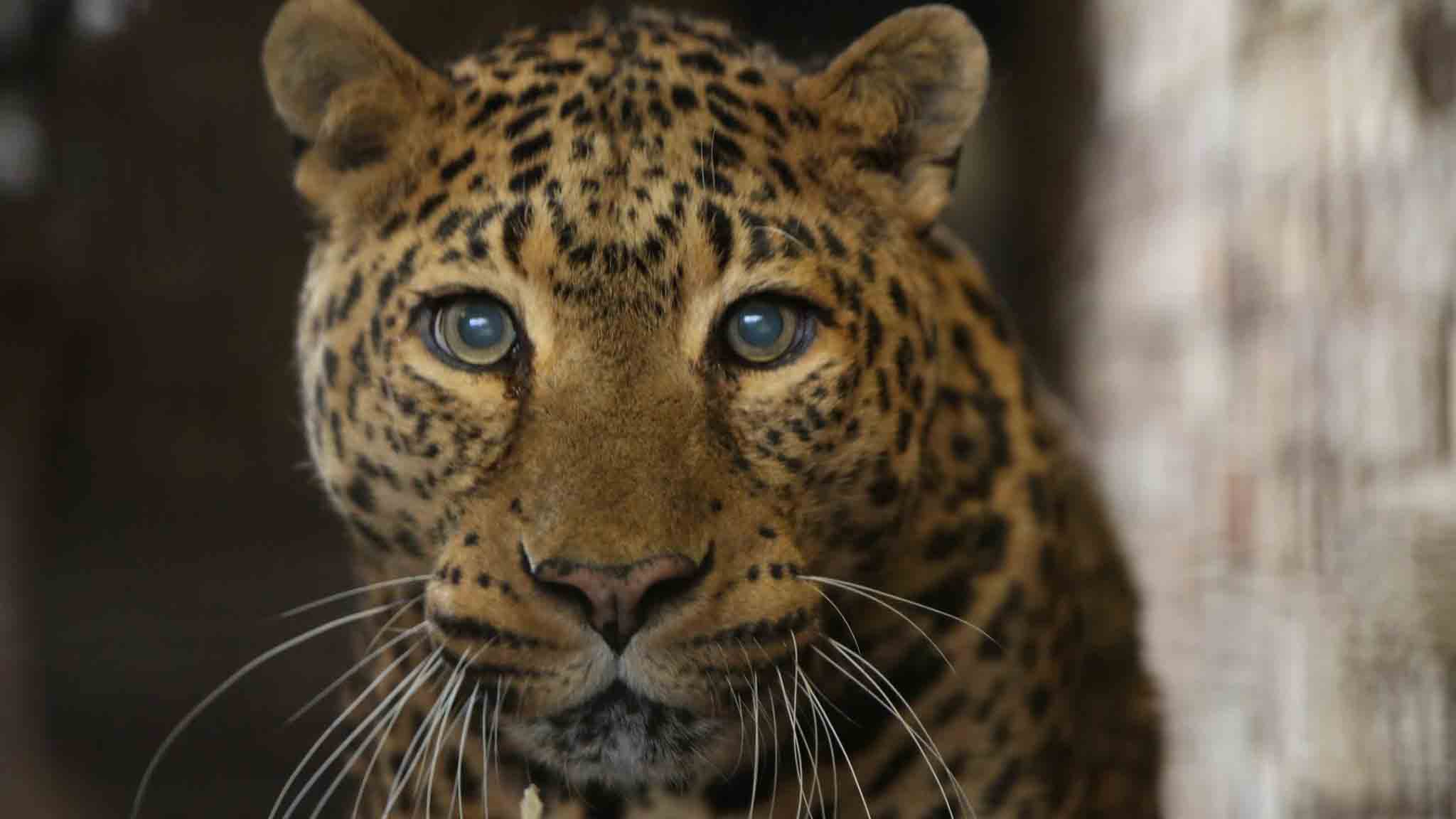 Pairi Daiza : Nalli, le léopard d'Afrique est décédé