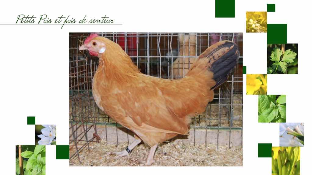 Comment choisir un poulailler et comment nourrir les poules