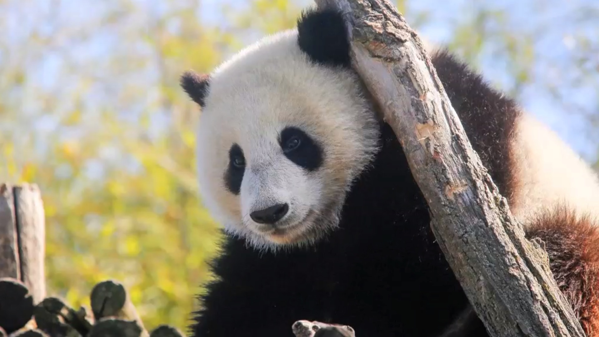 Pairi Daiza sacré à nouveau meilleur parc zoologique d'Europe