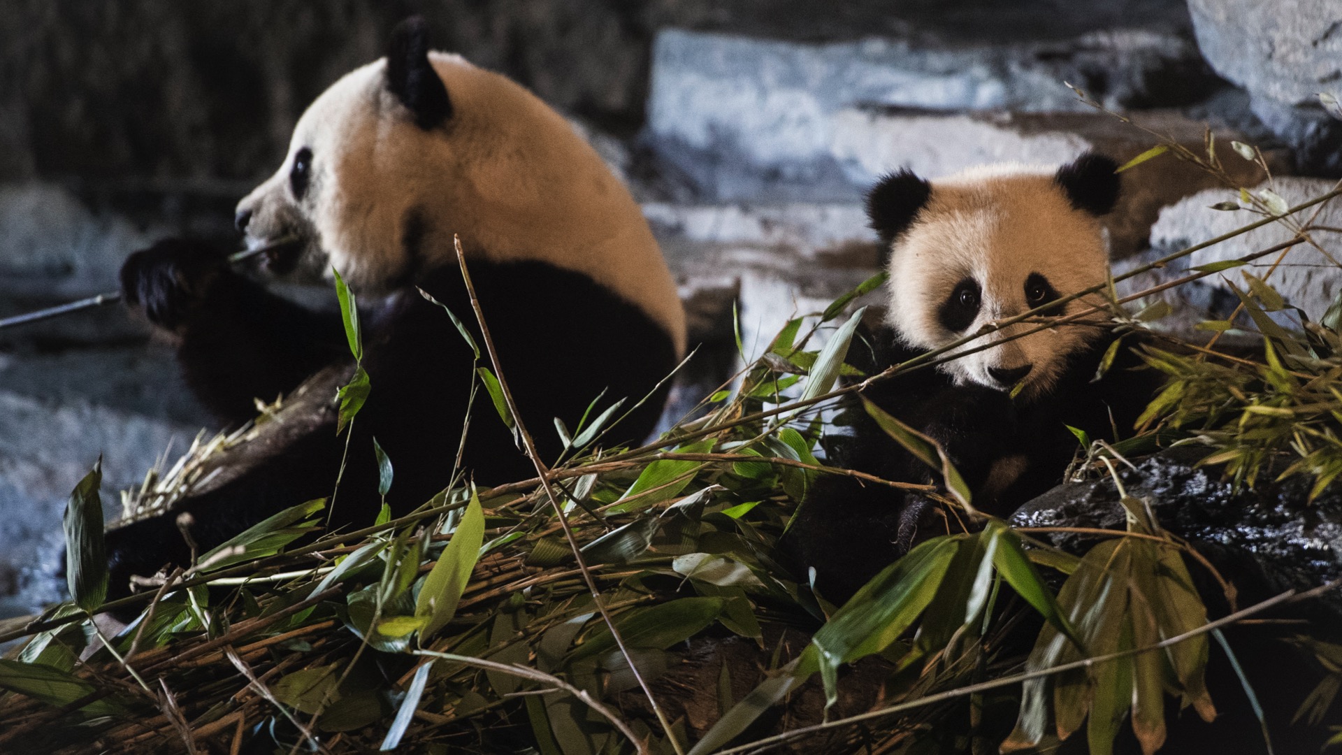 Un nouveau bébé panda à Pairi Daiza? Hao Hao a été inséminée avec succès
