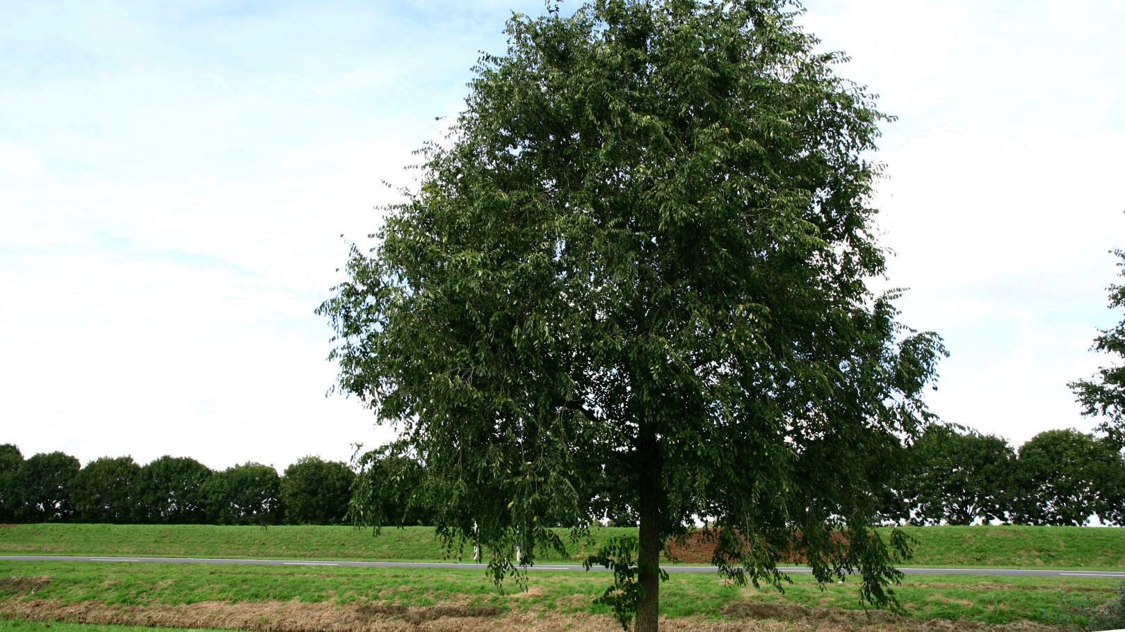 Des nouveaux arbres seront replantés sur le site des Albronnes à Pecq