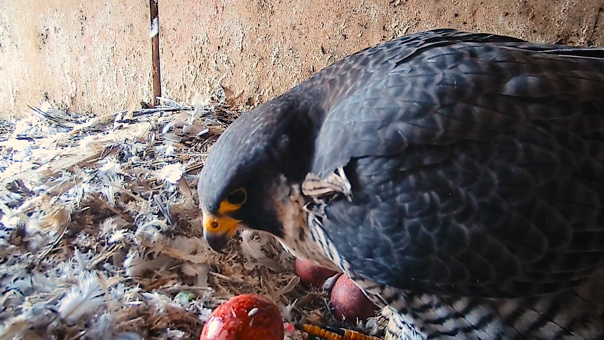 Quatre petits oeufs sont prêts à éclore dans la tour de l'église St Julien