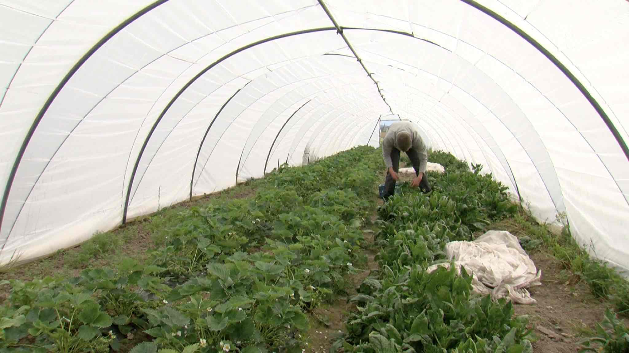 A la découverte du potager de la Cahotte à Frasnes
