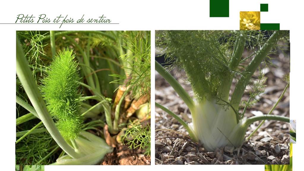 Plante Potagere 7 Lettresnull