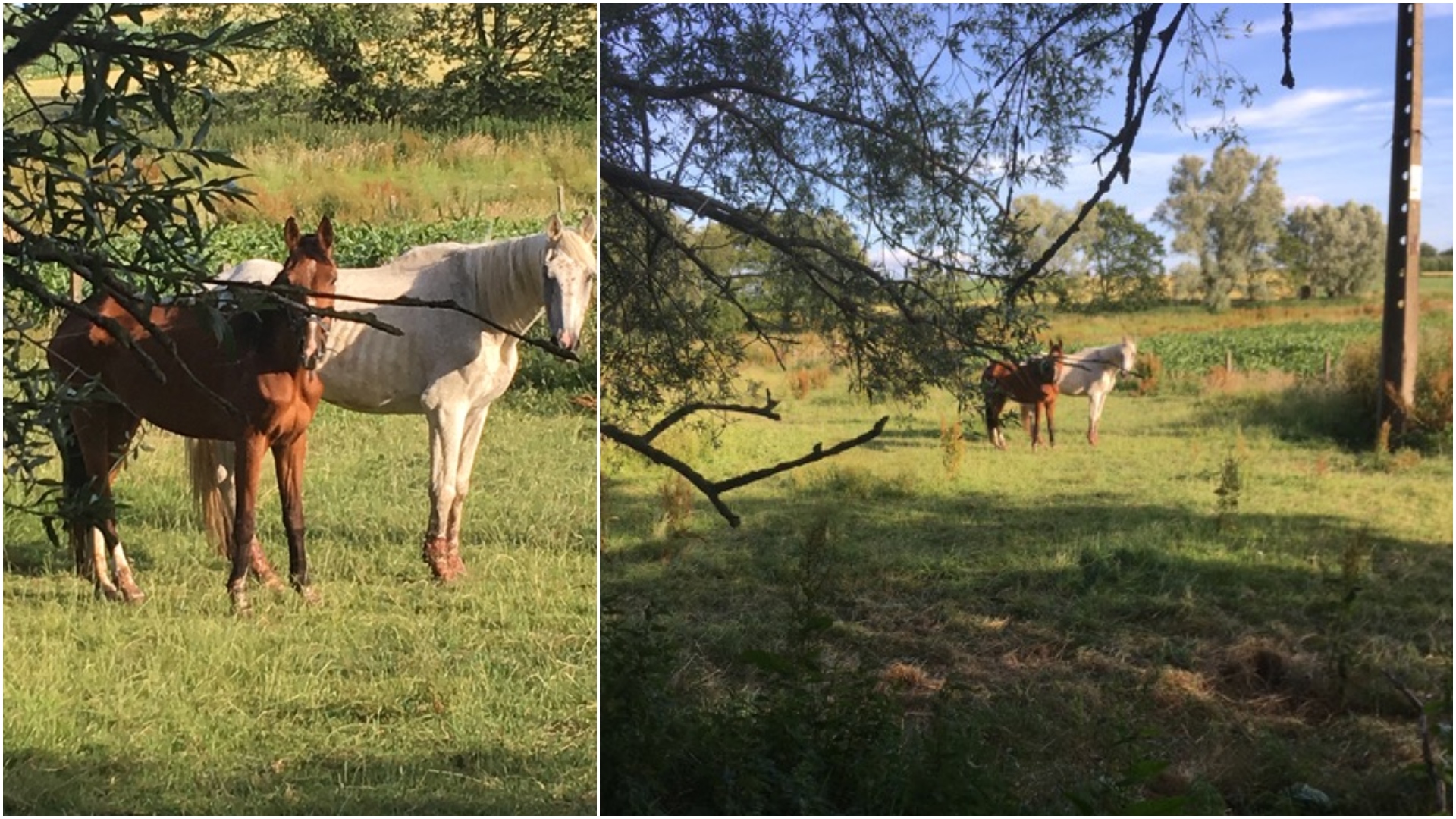 Des chevaux en piteux état dans une prairie à Wodecq