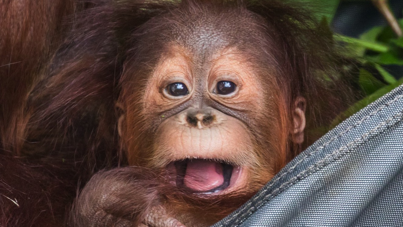 Sungai, un des deux bébés orangs-outans de Sumatra de Pairi Daiza, est mort