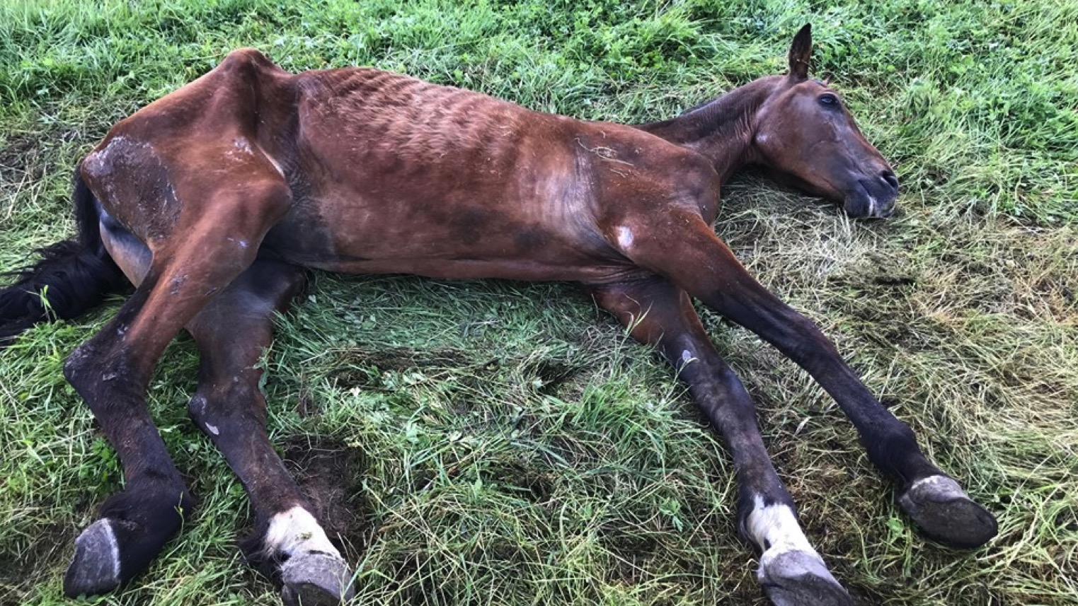 Un cheval à l’agonie dans une prairie à Lessines: l’ASBL Animaux en Péril tire une nouvelle fois la sonnette d’alarme