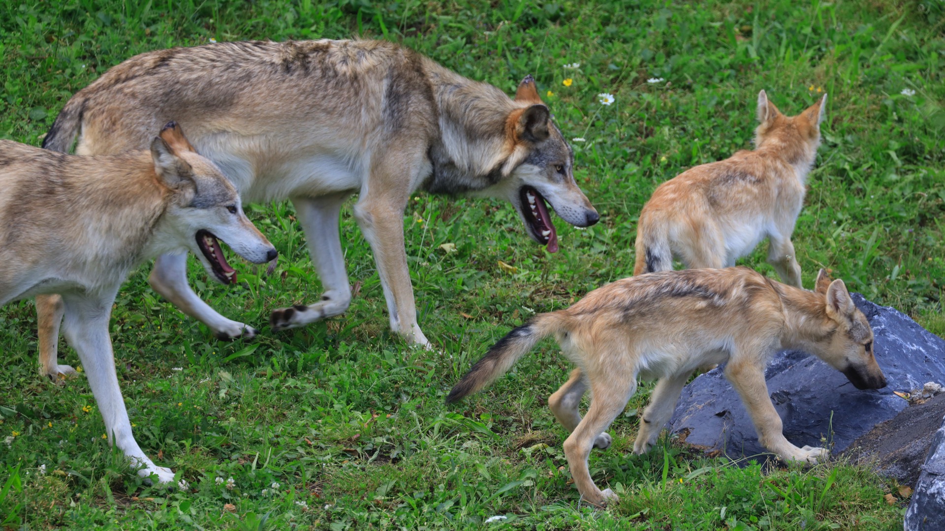 Neuf loups originaires du Canada sont arrivés à Pairi Daiza