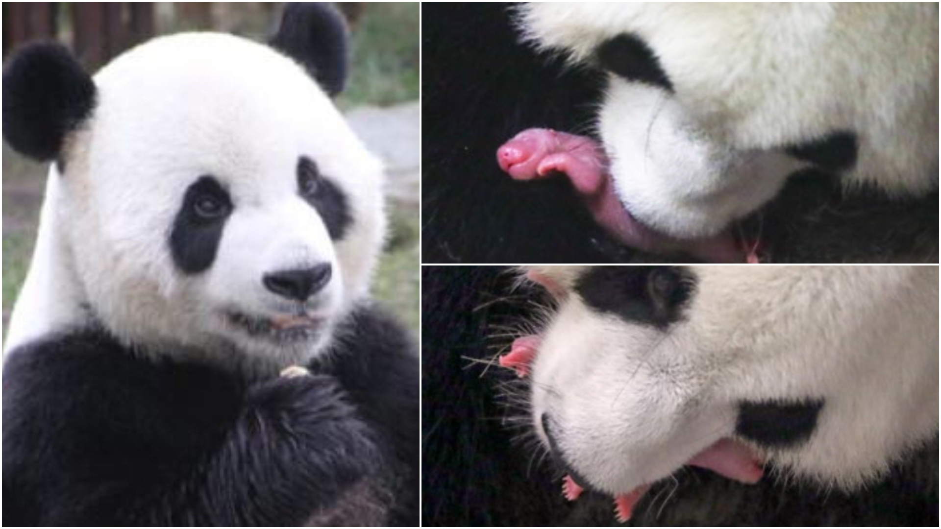 Deux bébés pandas géants sont nés à Pairi Daiza