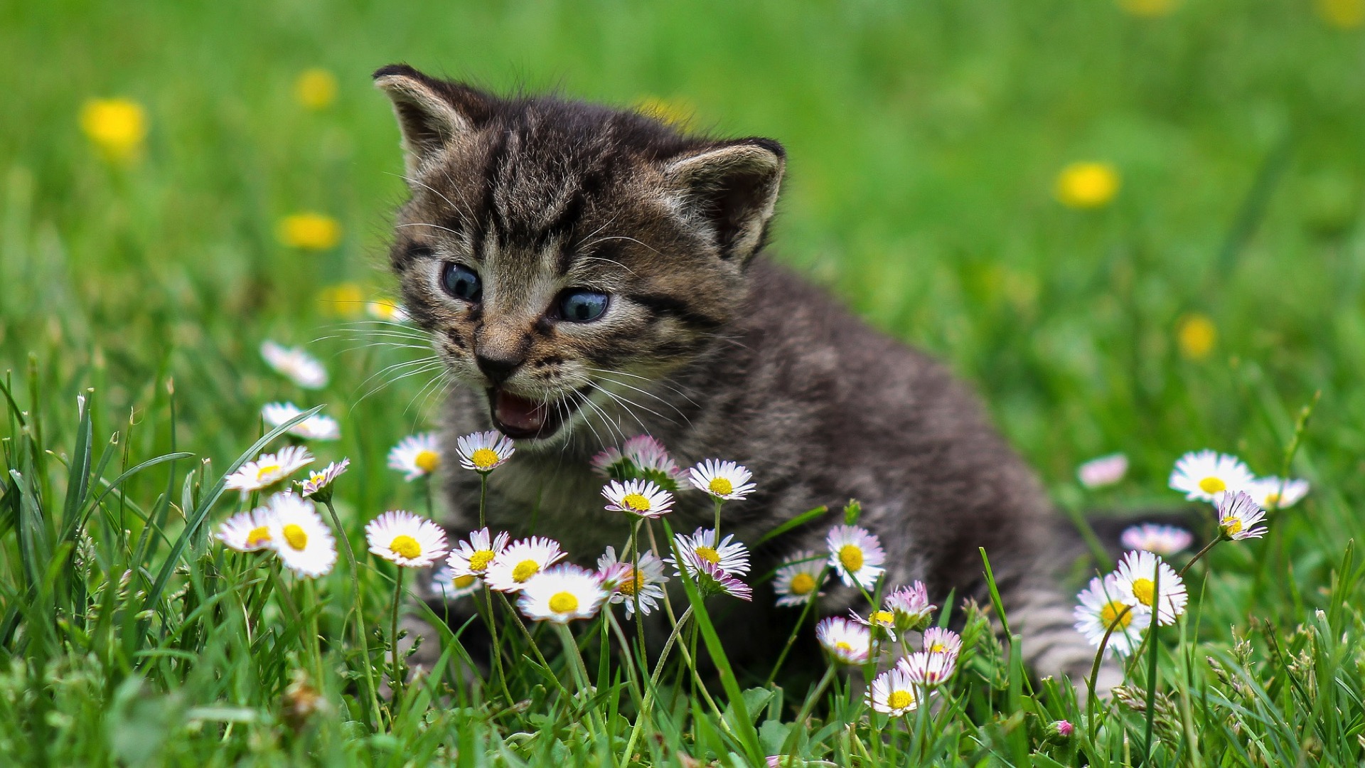 Beloeil: des mesures pour stériliser les chats errants